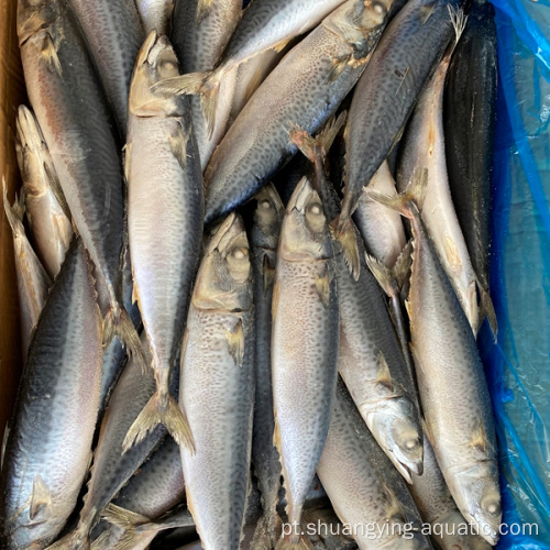 Peixes congelados da cavala do Pacífico da cavala com baixo preço